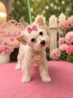 Tinkerbelle, a female Yorkshire Terrier for sale in Merced, CA – 1 of 1