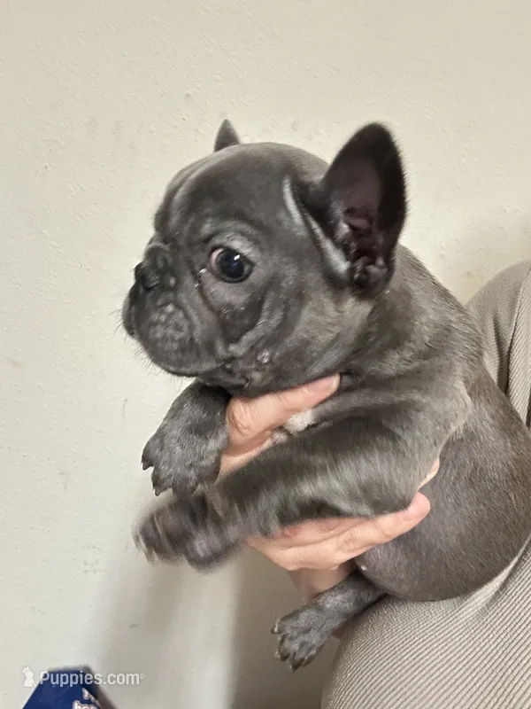 Nova Blue Female – French Bulldog puppy for sale in Merced, CA