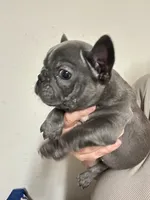 Nova Blue Female, a female French Bulldog for sale in Merced, CA – 1 of 3