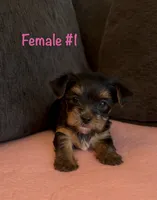 Gracie 1, a female Yorkshire Terrier for sale in Merced, CA – 2 of 5