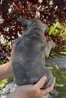 Blue Male 2, a male French Bulldog for sale in Merced, CA – 5 of 6
