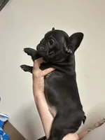 Nova Black Female, a female French Bulldog for sale in Merced, CA – 2 of 4