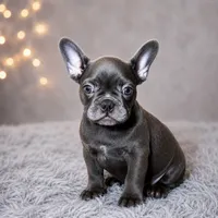 Blue Male 2, a male French Bulldog for sale in Merced, CA – 3 of 5