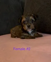 Gracie 2, a female Yorkshire Terrier for sale in Merced, CA – 4 of 7