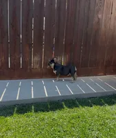 Kilian AKC, a female French Bulldog for sale in Merced, CA – 4 of 5