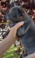 Blue Male 1, a male French Bulldog for sale in Merced, CA – 2 of 6