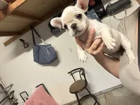 Cream Female, a female French Bulldog for sale in Merced, CA – 4 of 6