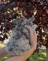 Merle Male, a male French Bulldog for sale in Merced, CA – 5 of 6