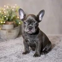Blue Male 2, a male French Bulldog for sale in Merced, CA – 1 of 5