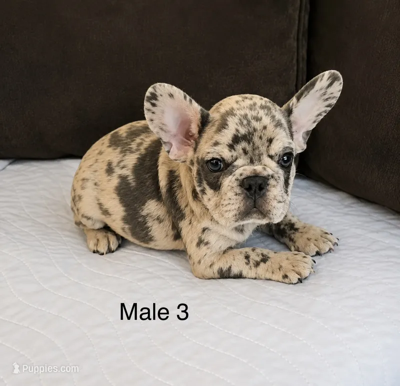 Merle Male – French Bulldog puppy for sale in Merced, CA