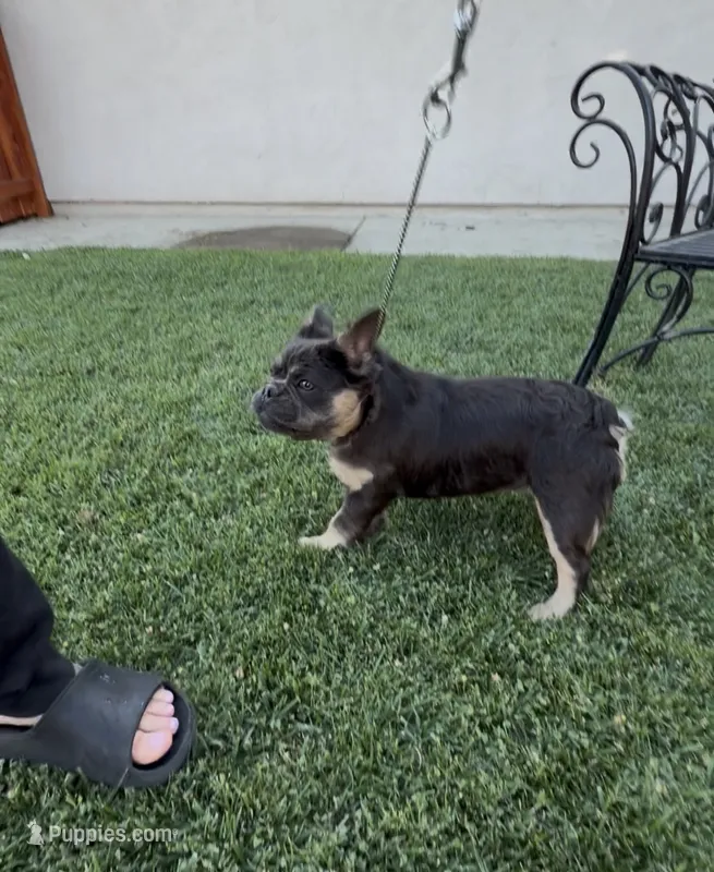Bluebelle – French Bulldog puppy for sale in Merced, CA