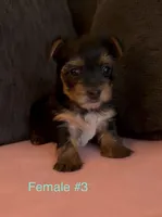 Gracie 3, a female Yorkshire Terrier for sale in Merced, CA – 3 of 8