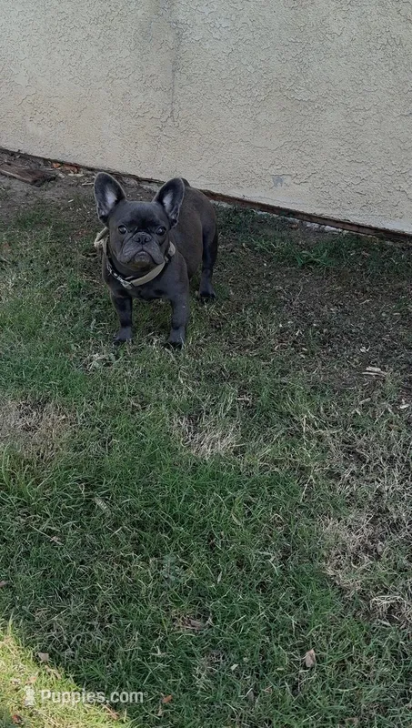 Khloe – French Bulldog puppy for sale in Merced, CA