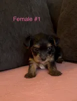 Gracie 1, a female Yorkshire Terrier for sale in Merced, CA – 5 of 5