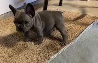 Nova Blue Male, a male French Bulldog for sale in Merced, CA – 2 of 4
