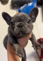 Nova Blue Male, a male French Bulldog for sale in Merced, CA – 4 of 4