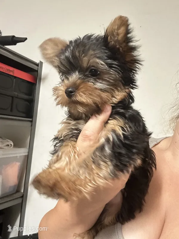 Flower #1 – Yorkshire Terrier puppy for sale in Merced, CA