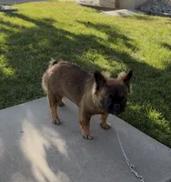 Stella Rosi , a female French Bulldog for sale in Merced, CA – 3 of 6