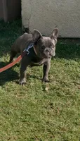 Khloe, a female French Bulldog for sale in Merced, CA – 3 of 4