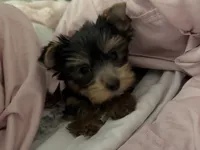 Gracie , a female Yorkshire Terrier for sale in Merced, CA – 5 of 6