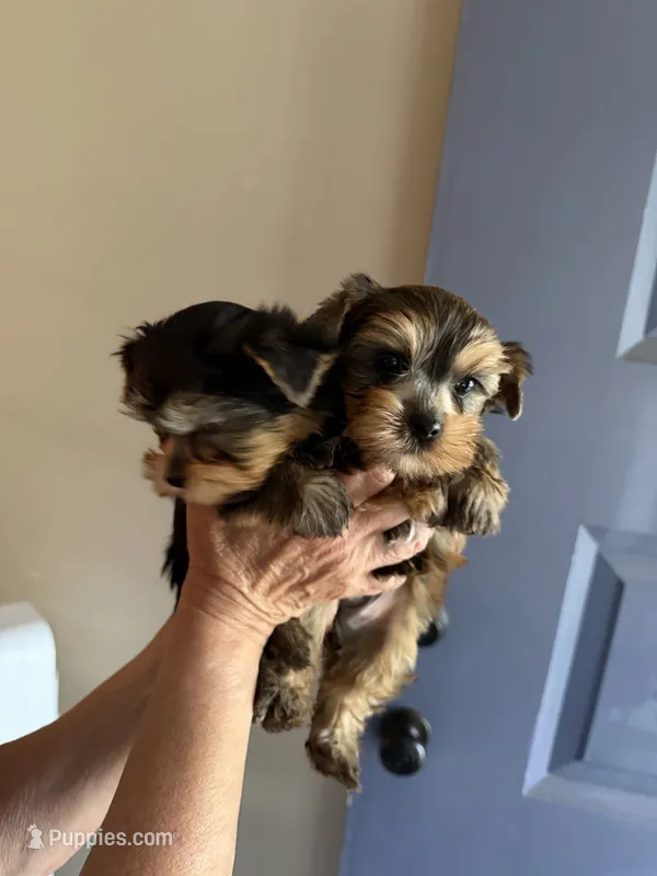 Milan brown male – Yorkshire Terrier puppy for sale in Merced, CA