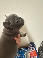 Nova Blue Female, a female French Bulldog for sale in Merced, CA – 3 of 3