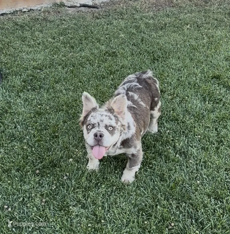 Stormy – French Bulldog puppy for sale in Merced, CA