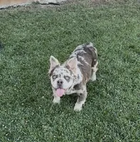 Stormy, a female French Bulldog for sale in Merced, CA – 1 of 10
