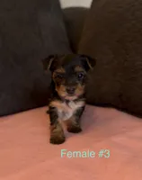 Gracie 3, a female Yorkshire Terrier for sale in Merced, CA – 8 of 8
