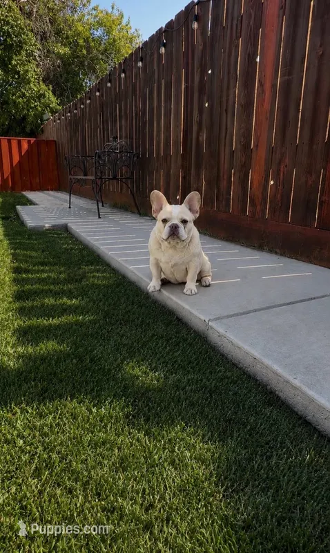 Gabbie AKC – French Bulldog puppy for sale in Merced, CA