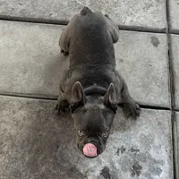 Gucchi, a female French Bulldog for sale in Merced, CA – Photo 7 of 8