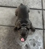 Gucchi, a female French Bulldog for sale in Merced, CA – Photo 7 of 8