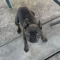 Gucchi, a female French Bulldog for sale in Merced, CA – Photo 2 of 8