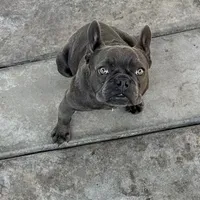 Gucchi, a female French Bulldog for sale in Merced, CA – Photo 4 of 8