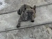 Gucchi, a female French Bulldog for sale in Merced, CA – Photo 4 of 8