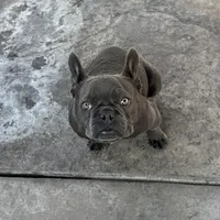 Gucchi, a female French Bulldog for sale in Merced, CA – Photo 5 of 8