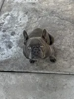 Gucchi, a female French Bulldog for sale in Merced, CA – Photo 5 of 8