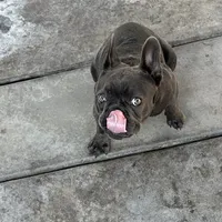 Gucchi, a female French Bulldog for sale in Merced, CA – Photo 6 of 8