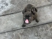 Gucchi, a female French Bulldog for sale in Merced, CA – Photo 6 of 8