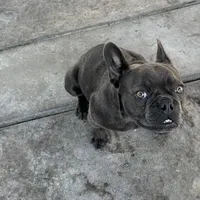 Gucchi, a female French Bulldog for sale in Merced, CA – Photo 8 of 8