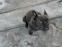 Gucchi, a female French Bulldog for sale in Merced, CA – Photo 8 of 8