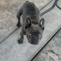 Gucchi, a female French Bulldog for sale in Merced, CA – Photo 3 of 8