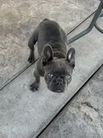 Gucchi, a female French Bulldog for sale in Merced, CA – Photo 3 of 8