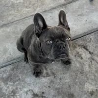 Gucchi, a female French Bulldog for sale in Merced, CA – Photo 1 of 8