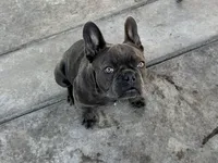Gucchi, a female French Bulldog for sale in Merced, CA – Photo 1 of 8