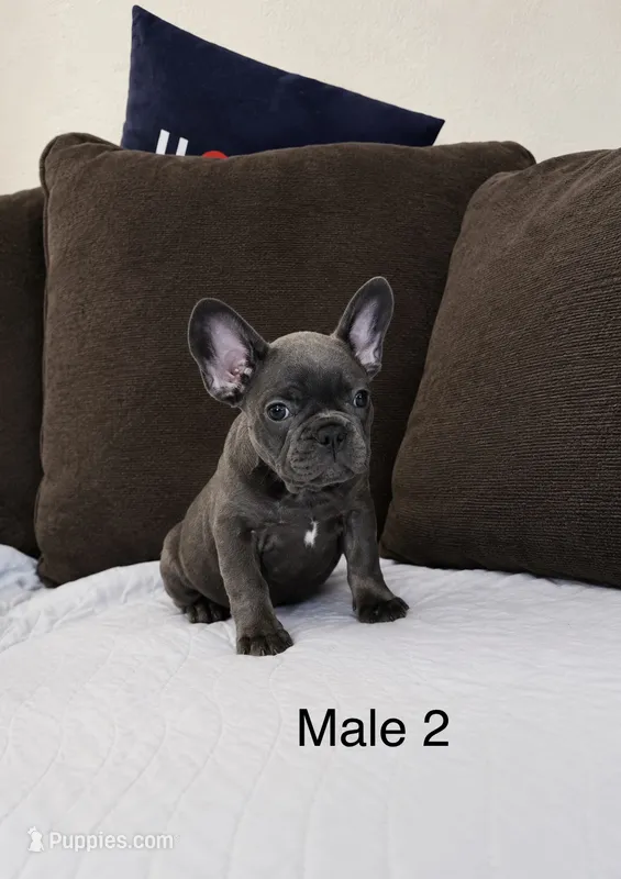 Blue Male 2 – French Bulldog puppy for sale in Merced, CA