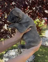Blue Male 2, a male French Bulldog for sale in Merced, CA – 2 of 6