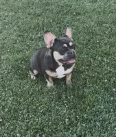 Kilian, a female French Bulldog for sale in Merced, CA – 2 of 6