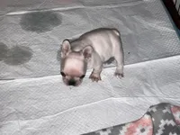Nova Cream Female, a female French Bulldog for sale in Merced, CA – 3 of 4