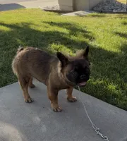 Stella Rosi , a female French Bulldog for sale in Merced, CA – 2 of 6